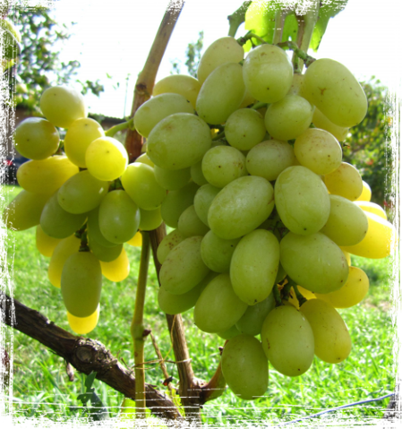 Ландиш