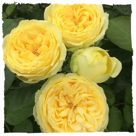 Троянда "Lemon Pompon" (Лимон Помпон)