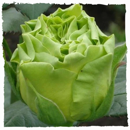 Троянда Супер Грін (Super Green)